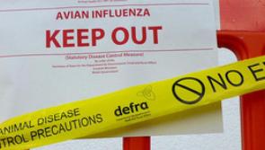 Update on food safety after bird flu case discovered in Ireland 