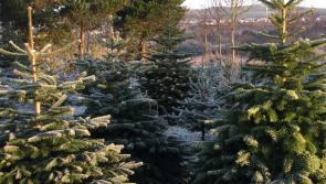 'Support your local' - Minister encourages people to buy real Irish Christmas trees