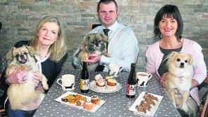 Pampered pooches: Limerick dog boutique is an Irish canine first