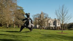 WATCH: Bear on the prowl on grounds of Limerick's Adare Manor