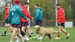 Peter O'Mahony: 'Munster are a different animal to 12 months ago'