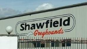 Limerick dog in bid for Scottish Greyhound Derby title win