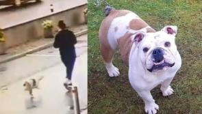 Limerick woman 'heartbroken' after pet dog Diva reportedly stolen from car