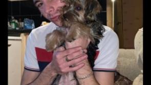 Grieving family search for late Limerick man's missing dog after horror crash