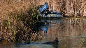 Sub Aqua garda unit joins search operation in Limerick 