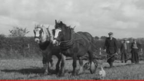 WATCH: Take a trip back in time to the 1954 World Ploughing Championships in Killarney
