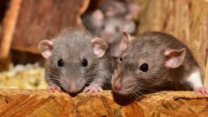 ALERT: Rats in Ireland 'reproducing rapidly' amid Christmas invasion warning