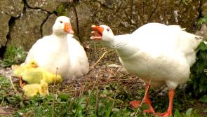 ALERT: Fota Wildlife Park closed to public as bird flu cases are confirmed