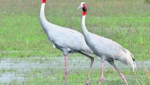 Giant birds spotted in midlands that have not been seen in Ireland in over 300 years