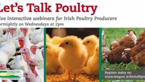 &lsquo;Let&rsquo;s Talk Poultry&rsquo; &ndash; Teagasc launch webinar series to tackle poultry industry issues