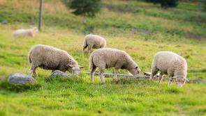 New enhanced rates for Irish organic farmers to come into effect in 2023