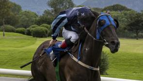 Bumper run of winners for Limerck horse racing connections
