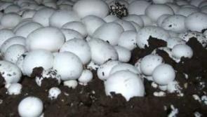 Anger as peat is imported to Ireland from Latvia 