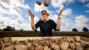 Almost 40 million Irish potatoes produced in last 12 months