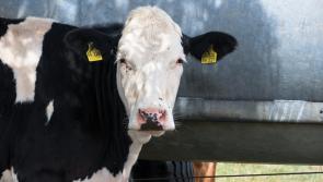 'Change is coming' - Irish MEP says standards for live exports must improve