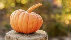 Famous actor broke into an Irish pumpkin farm 