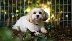 'End Puppy Farming' - Nationwide campaign launches today