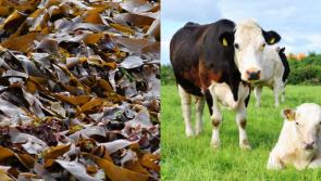 Tests underway to find if seaweed can cut methane in cow burps