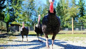 Bird flu reported in Monaghan after samples from turkey flock test positive