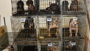 Gardai seize 38 dogs, tarantulas and other animals following raid