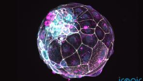 New research on embryos can help improve IVF success rates