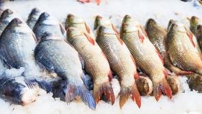 Molecule in fish can protect and improve cognitive function, study suggests