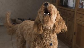 WATCH: Animal charity urges people to stop 'heartbreaking' practice of abandoning old pets