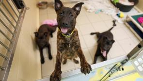 Charity urges people not to buy dogs this Christmas after 82% rise in surrender requests