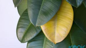 Struggling to keep that new houseplant alive? Here&rsquo;s how to show them some TLC