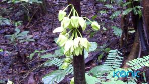 First new plant species of 2022 named after famous actor and environmentalist