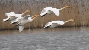 Noonan announces new grant to capture Ireland's natural history