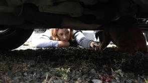 'Firecrackers are very disturbing to dogs' - Pet owners urged to be mindful on Halloween