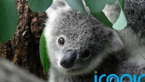 Eastern Australia declare Koala's as an endangered species 
