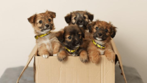 'Overwhelmed' dogs charity appeals for public support after 500 surrender requests