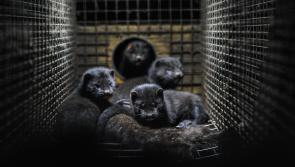 No more mink farms in Ireland as historic ban passes final stage