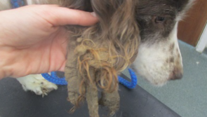 Irish charity issues appeal for donations to fund animal cruelty helpline