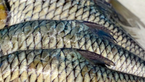 ALERT: Frozen fish recalled due to presence of unauthorised substances