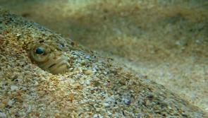 Swimmers warned over rise of 'excruciatingly painful and extremely venomous' fish stings