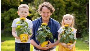 Milford Hospice Sunflower Days!