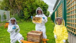 Hospital installs beehives to ease children's fear of stings