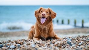 Dog owners reminded to take care of their pets while enjoying the summer weather

&nbsp;