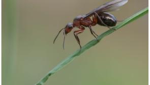 WARNING:  flying ants are on the way - expert advice on how to deal with them