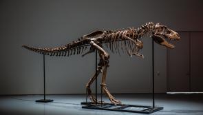Dinosaur skeleton sells for huge sum at auction