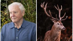 David Attenborough to showcase Ireland in new nature series