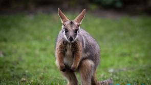 Escaped wallaby found after three days on the run