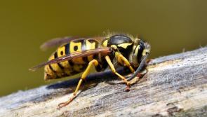CAUTION: Wasp sting warning issued along with advice on how to avoid them
