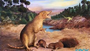 Earliest known 'shrew-like' mammal identified using fossils dated back 225 million years ago