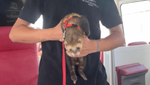 Ferret takes in the sights on boat trip around Ireland's west coast