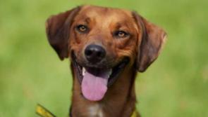 Rescue dog raises the alarm and saves family from fire in their home