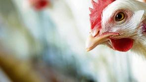 Warning issued over outbreak of Avian flu